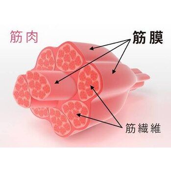 そのお悩みの原因、筋膜が関係してるかも！池袋/矯正