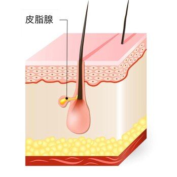 池袋/エステ/ベタつく皮脂、実は肌の守護神！？